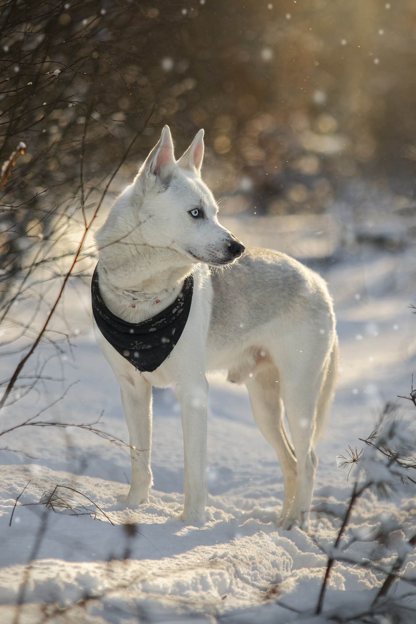 Read more about the article Zimowa sesja Nero i Kuby