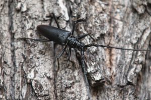 Read more about the article Kozioróg dębosz (Cerambyx cerdo)