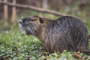 Read more about the article Nutria amerykańska (Myocastor coypus)